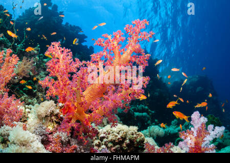 Farbige weiche Korallenriff, Shaab Rumi, Rotes Meer, Sudan Stockfoto