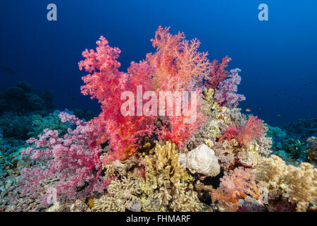 Farbige weiche Korallenriff, Shaab Rumi, Rotes Meer, Sudan Stockfoto