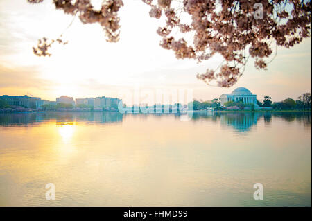 Sonnenaufgang am Tidal Basin in Washington, D.C. mit Kirschblüten Stockfoto