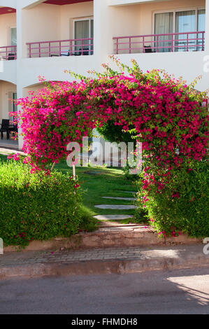 schöne Hecke Blumen auf einem Hintergrund des Hotels Stockfoto