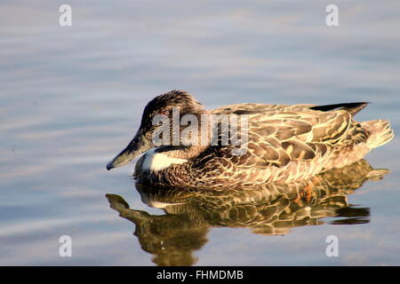 Weibliche Löffelente Ente Stockfoto