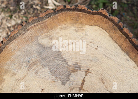 Frische Ende Schneiden von sehr großen Laubbaum mit Baum Ringe Textur mit Säge Stockfoto