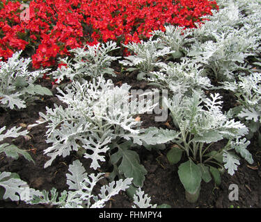 Jacobeae Maritima, Silber Kreuzkraut oder Dusty Miller, eine attraktive Silber großblättrige Pflanze, mit einem Hintergrund von roten Begonien. Stockfoto
