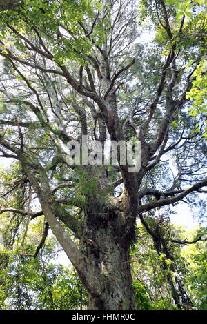 Exportverpackung Baum Stockfoto