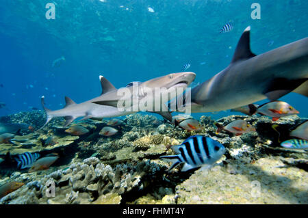 Zwei Weißspitzen-Riffhaie, Triaenodon Obesus, Schwimmen, indem Sie eine gesunde tropischen Riff, Beqa Lagoon, Viti Levu, Fidschi, South Pacific Stockfoto