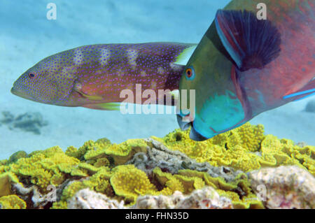 Rotes Meer Steephead Papageienfisch, Chlorurus Gibbus und gelb umrandeten Lyretail Zackenbarsch, Variola Louti Schwimmen im Hintergrund, Eilat, Stockfoto