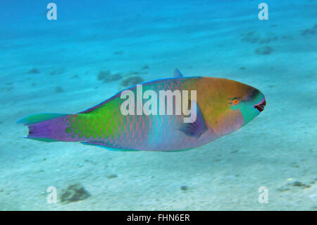 Rostige Papageienfisch, Scarus Ferrugineus, Eilat, Rotes Meer, Israel Stockfoto