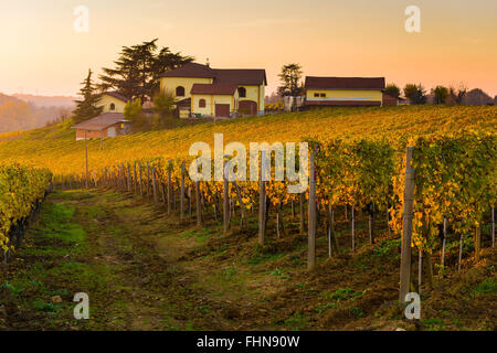 Blick über die Weinberge des Piemont im Herbst Stockfoto