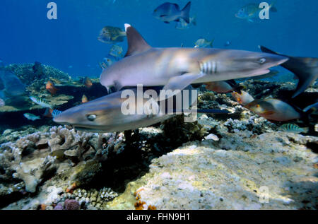 Zwei Weißspitzen-Riffhaie, Triaenodon Obesus, Schwimmen, indem Sie eine gesunde tropischen Riff, Beqa Lagoon, Viti Levu, Fidschi, South Pacific Stockfoto