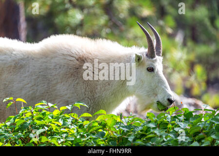 Rocky Mountain Goat im Custer State Park in South Dakota Stockfoto