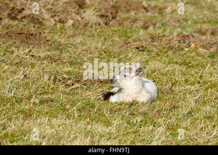 Neu geboren Lamm mit Ewe, Forest of Dean Stockfoto