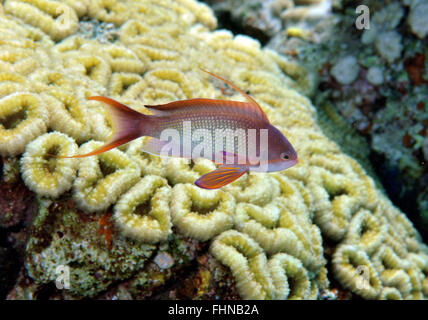 Männliche Scalefin oder Lyretail Anthias, Pseudanthias Squamipinnis und Korallenriff, Eilat, Israel, Rotes Meer Stockfoto