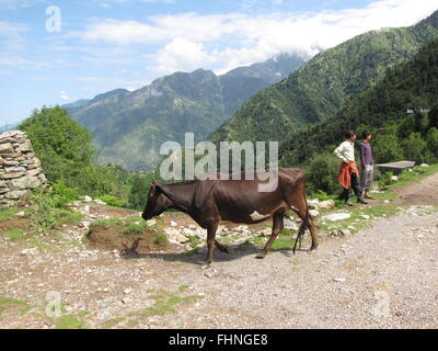 Kuh, die zu Fuß unterwegs nach Triund Indien, zwei indische Männer und Ausläufern des Himalaya im Hintergrund, am Rastplatz McLeod Ganj, Triund Stockfoto