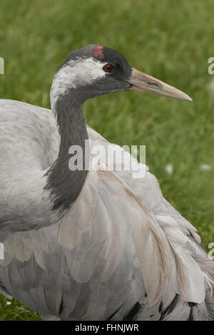 Kraniche (Grus Grus), auch bekannt als der eurasische Kranich, UK, in Gefangenschaft Stockfoto