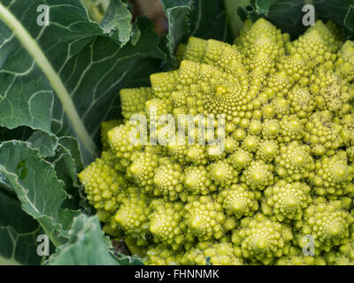 Broccoflower - grüne Romanesco Blumenkohl. Wachsen in meinem Garten. Aka Broccoflower Stockfoto