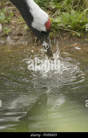 Rot-gekrönter Kran (Grus Japonensis), gefährdete Arten, Gefangenschaft, UK, Manchurian Kran Stockfoto