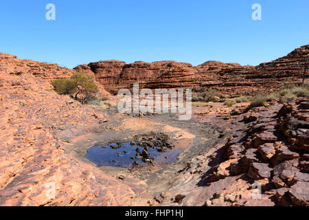 Rock Pool entlang der Rim-Spaziergang am King's Canyon, Northern Territory, NT, Australien Stockfoto