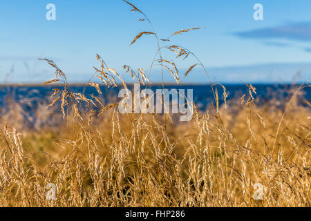 Wiese in Reykjavik, Island Stockfoto