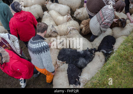 Gruppe von Menschen auf der Farm in Island Stockfoto