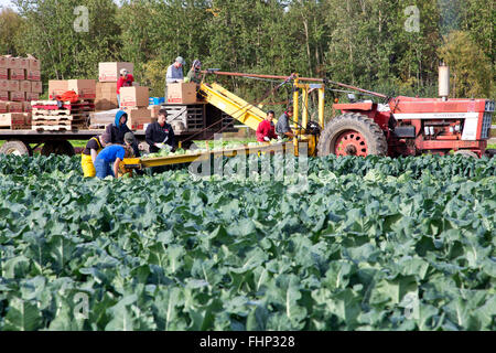 Landarbeiter Ernte Kohl "Brassica Oleracea", International Tractor pulling Förderband & Anhänger. Stockfoto