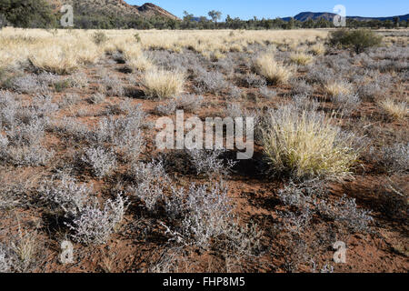 Saltbush, Larapinta Drive, West MacDonnell Ranges, Northern Territory, Australien Stockfoto