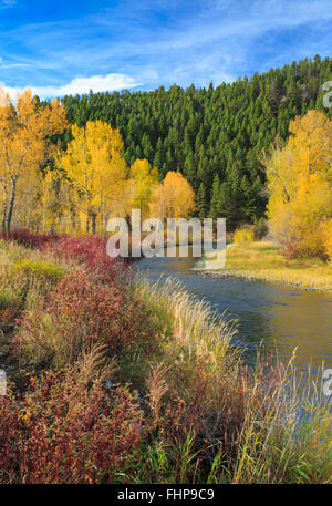 Farben des Herbstes entlang dem Blackfoot Flüsschen in der Nähe von Avon, montana Stockfoto