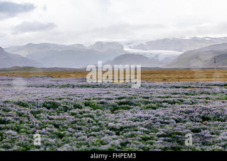 Blick auf ein Feld Gletscher und Lupin Blumen auf einem Roadtrip durch Island an einem regnerischen Tag. Stockfoto