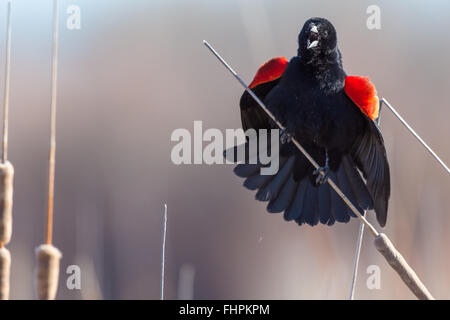 Rufen männliche Rotschulterstärling, (Agelaius Phoeniceus), Bosque del Apache National Wildlife Refuge, New Mexico, USA. Stockfoto