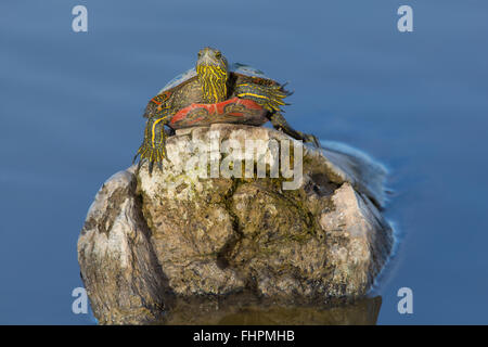 Western bemalt Schildkröte, (Chrysemys Picta Belli), Bosque del Apache National Wildlife Refuge, New Mexico, USA. Stockfoto