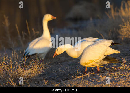 Schneegänse, (Chen Caerulescens), paar, eins mit einem gebrochenen Flügel.  Bosque del Apache National Wildlife Refuge, New Mexico, USA. Stockfoto