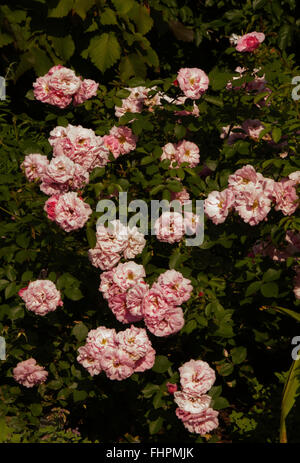 Rose, JOHN DAVIS, Explorer-Serie, hellrosa, Stockfoto