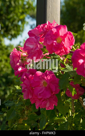 Rosa CAPTAIN SAMUEL HOLLAND, Explorer-Serie, Strauch, Klettern, Stockfoto