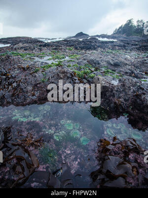 Tidal Pool auf Chesterman Strand bei Ebbe Stockfoto