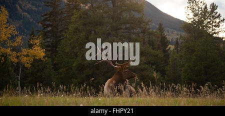 Ein Elch ruht im Jasper National Park in Alberta Stockfoto