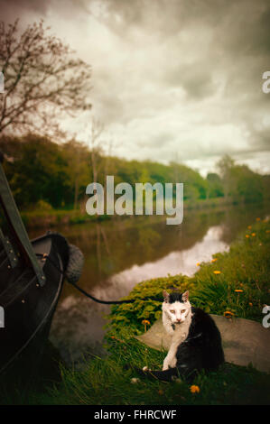 eine schwarze und weiße Katze sitzt mit dem Boot durch den Fluss auf dem Rasen Stockfoto