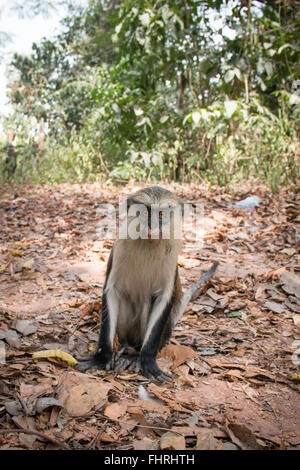 Mona Affe in der Stadt von Tafi Atome wo sie von den Dorfbewohnern in der Volta Region in Ghana verehrt werden Stockfoto