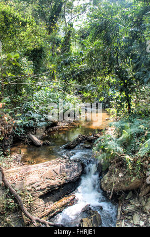 Fluss auf dem Weg zu den Wli-Wasserfall in der Volta Region in Ghana Stockfoto