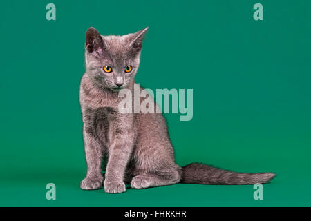 Reinrassige Katze, Rassekatze, Russisch Blau, Kitten, alt 12 Wochen Stockfoto