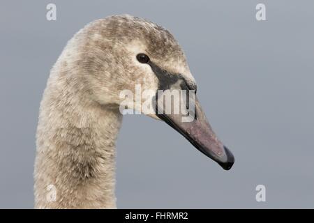 Cygnet Höckerschwan (Cygnus Olor), Portrait, Hessen, Deutschland Stockfoto