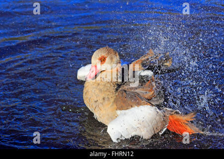 Nilgans (Alopochen Aegyptiacus) mit den Flügeln im Wasser, Deutschland Stockfoto