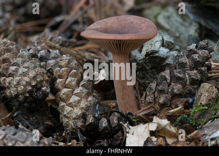 Schorfige Betrüger Pilz (Lacktrichterling Proxima), essbar, Raunheim, Hessen, Deutschland Stockfoto