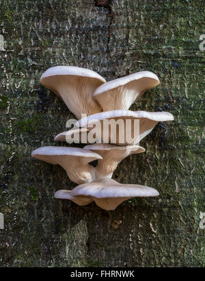 Austernpilz (Pleurotus Ostreatus) auf Buche (Fagus Sylvatica), essbar, Naturschutzgebiet Mönchbruch, Rüsselsheim, Hessen Stockfoto