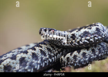 Addierer oder gemeinsame Viper (Vipera Berus), männliche Schlange Riesenhai, Kent, Großbritannien Stockfoto