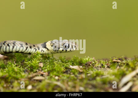 Ringelnatter (Natrix Natrix) auf einem Moos bedeckt Log, Suffolk, Großbritannien Stockfoto