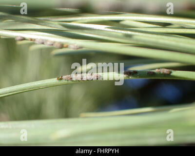 In der Nähe von Grau wächserne Pine needle Blattläuse (Schizolachnus pineti) auf Österreichische Schwarzkiefer (Pinus nigra) Stockfoto