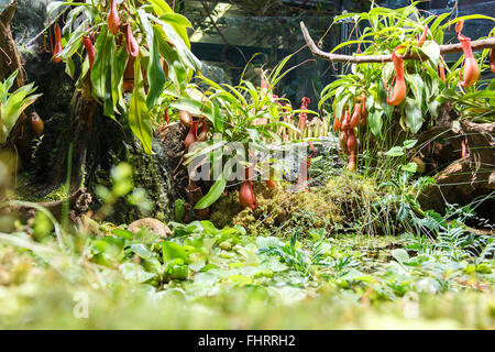 fleischfressende Pflanzen und Teich in einem Gewächshaus Stockfoto