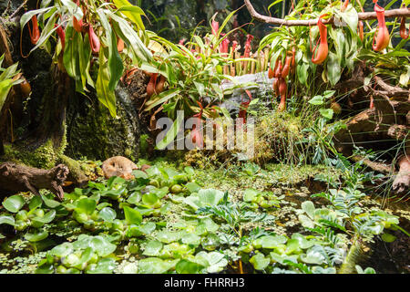 fleischfressende Pflanzen und Teich in einem Gewächshaus Stockfoto