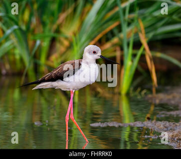 Vogel, Stelzenläufer, Himantopus Himantopus Fütterung in Wasser mit Textfreiraum Stockfoto