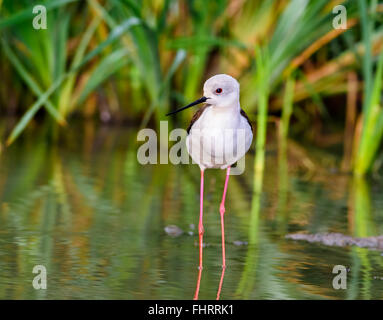 Vogel, Stelzenläufer, Himantopus Himantopus Fütterung in Wasser mit Textfreiraum Stockfoto