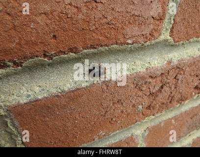 Wald-Bug (Pentatoma Art) auf eine Mauer Stockfoto